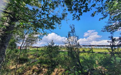 Metsätarhat, aukeat pellot sekä yhdessä asuminen pihatoissa tukevat hevosten hyvinvointia Ruska Laukan tallilla Ruka-Kuusamossa