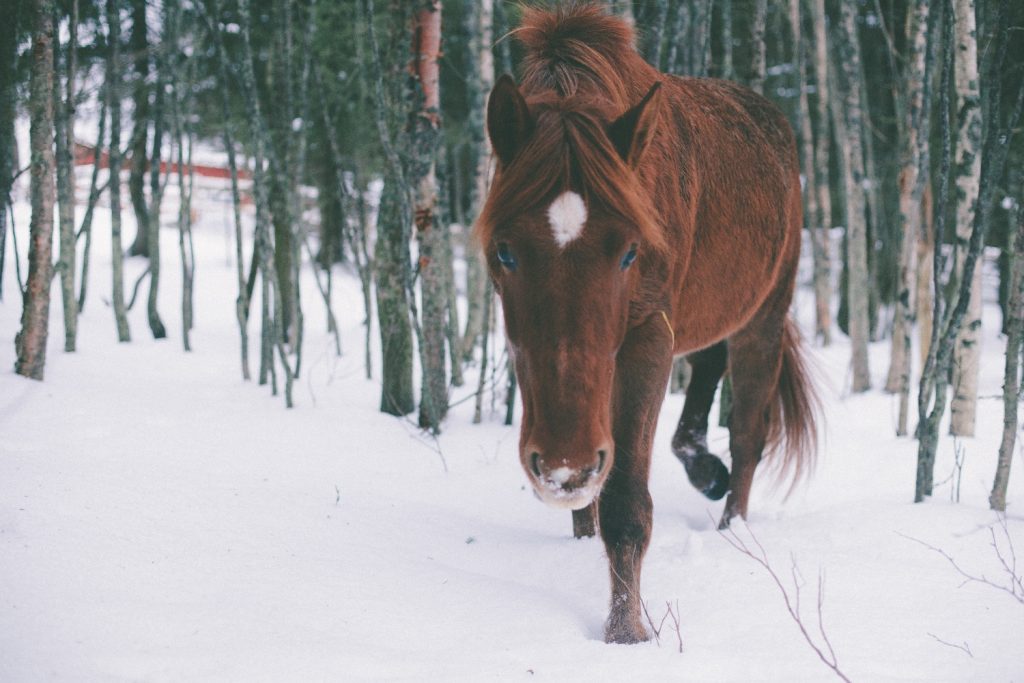 Metsätarhat, aukeat pellot sekä yhdessä asuminen pihatoissa tukevat hevosten hyvinvointia Ruska Laukan tallilla Ruka-Kuusamossa