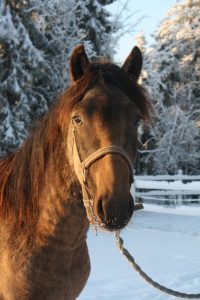 Ruska Laukan tallilla suomenhevosia Ruka-Kuusamossa