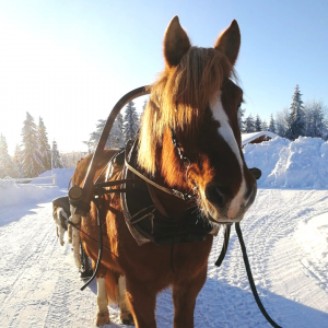 Ruska Laukan tallilla rekiajelua suomenhevosilla Ruka-Kuusamossa