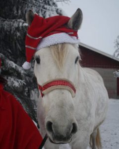 Ruska Laukan tallilla ratsastus- ja teemapäiviä harrastaja perheiden kanssa Ruka Kuusamossa