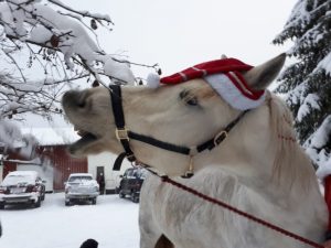 Sosiaalipedagoginen hevostoiminta Ruska Laukan tallilla Ruka-Kuusamossa