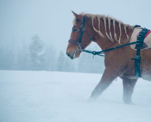 Ruska Laukan tallilla valmennus-, yksityis-, pari-, pienryhmä ja mini tunnit Ruka Kuusamossa