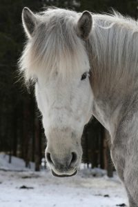 Ruska Laukan tallilla suomenhevosia Ruka-Kuusamossa