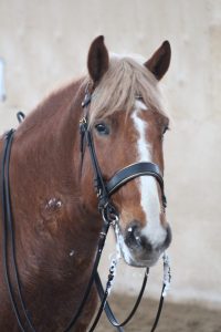 Ruska Laukan tallilla suomenhevosia Ruka-Kuusamossa