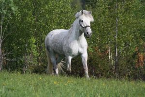 Ruska Laukan tallilla kavereiden kanssa hengailua ja kesä laidunnan alkamisen riemua Ruka-Kuusamossa