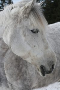 Ruska Laukan tallilla suomenhevosia Ruka-Kuusamossa