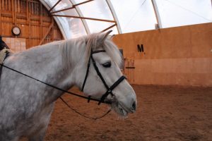 Ruska Laukan tallilla valmennus-, yksityis-, pari-, pienryhmä ja mini tunnit Ruka Kuusamossa