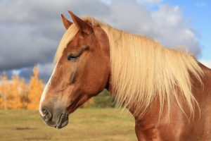 Ruska Laukan tallilla suomenhevosia Ruka-Kuusamossa