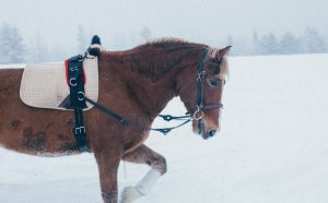 Ruska Laukan tallilla valmennus-, yksityis-, pari-, pienryhmä ja mini tunnit Ruka Kuusamossa