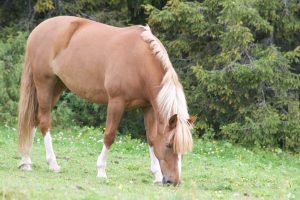 Ruska Laukan tallilla suomenhevosia Ruka-Kuusamossa