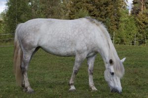 Ruska Laukan tallilla suomenhevosia Ruka-Kuusamossa