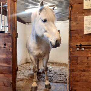 Ruska Laukan tallilla suomenhevosia Ruka-Kuusamossa