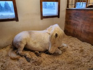 Ruska Laukan tallilla suomenhevosia Ruka-Kuusamossa