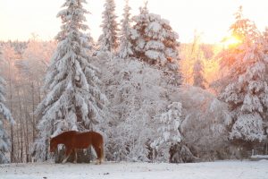 Metsätarhat, aukeat pellot sekä yhdessä asuminen pihatoissa tukevat hevosten hyvinvointia Ruska Laukan tallilla Ruka-Kuusamossa