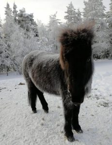 Ruska Laukan tallilla Blökk islanninhevostamma Ruka-Kuusamossa
