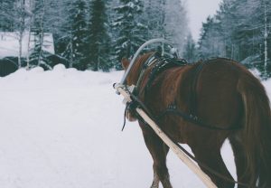 Ruska Laukan tallilla rekiajelua suomenhevosilla Ruka-Kuusamossa