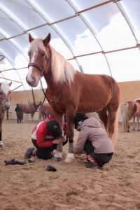 Ruska Laukan tallilla kesäleiriläisten puuhia hevosten kanssa Ruka-Kuusamossa