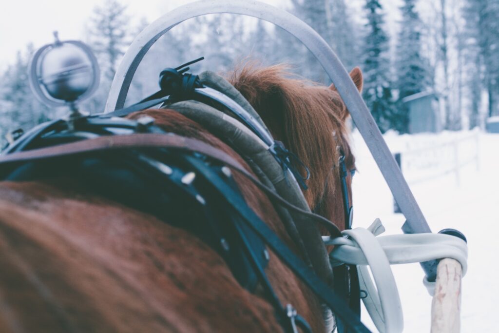 Private Finnhorse Sleigh Ride at Ronivaara