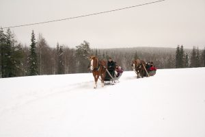 Ruska Laukan tallilla rekiajelua suomenhevosilla Ruka-Kuusamossa