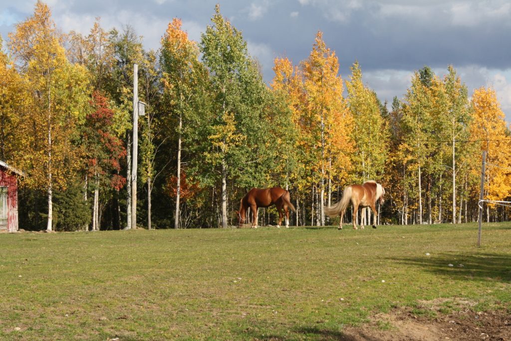 Metsätarhat, aukeat pellot sekä yhdessä asuminen pihatoissa tukevat hevosten hyvinvointia Ruska Laukan tallilla Ruka-Kuusamossa