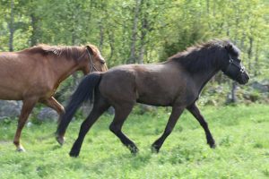 Ruska Laukan tallilla kavereiden kanssa hengailua ja kesä laidunnan alkamisen riemua Ruka-Kuusamossa