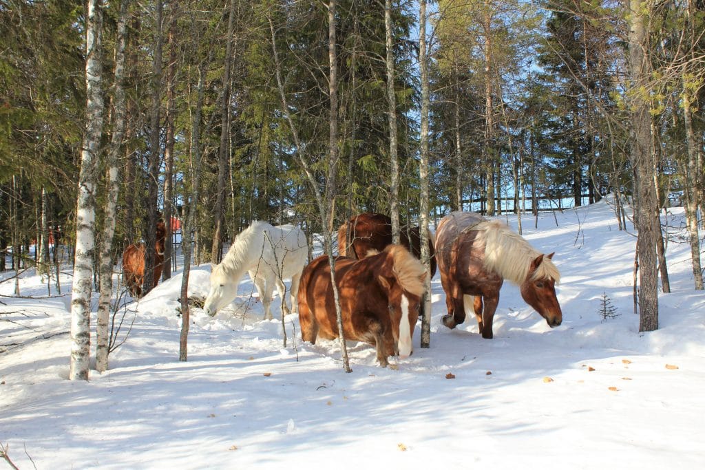 Ruska Laukka talli, metsätarhat, aukeat pellot sekä yhdessä asuminen pihatoissa tukevat hevosten hyvinvointia Ruka-Kuusamossa