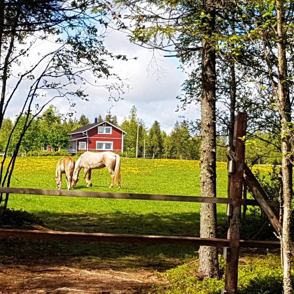 Ruska Laukan tallilla kavereiden kanssa hengailua ja kesä laidunnan alkamisen riemua Ruka-Kuusamossa 