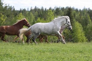 Ruska Laukan tallilla kavereiden kanssa hengailua ja kesä laidunnan alkamisen riemua Ruka-Kuusamossa