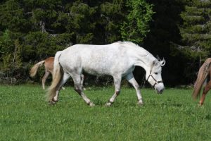 Ruska Laukan tallilla kavereiden kanssa hengailua ja kesä laidunnan alkamisen riemua Ruka-Kuusamossa