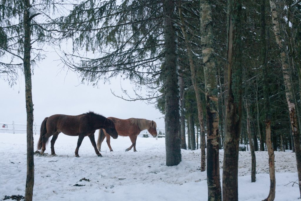 Metsätarhat, aukeat pellot sekä yhdessä asuminen pihatoissa tukevat hevosten hyvinvointia Ruska Laukan tallilla Ruka-Kuusamossa