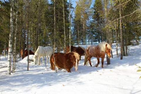 Metsätarhat, aukeat pellot sekä yhdessä asuminen pihatoissa tukevat hevosten hyvinvointia Ruska Laukan tallilla Ruka-Kuusamossa