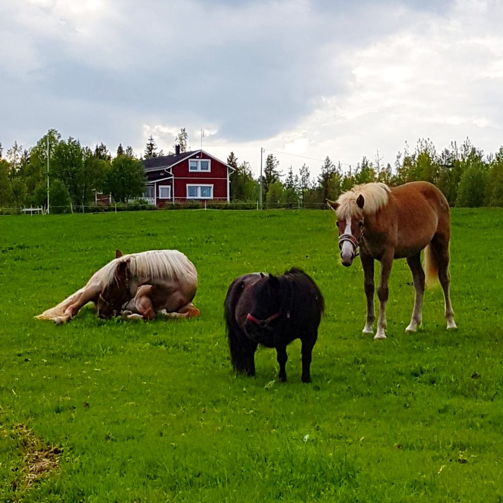 Ruska Laukan tallilla kavereiden kanssa hengailua ja kesä laidunnan alkamisen riemua Ruka-Kuusamossa