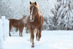 Ruska Laukan tallilla suomenhevosia Ruka-Kuusamossa