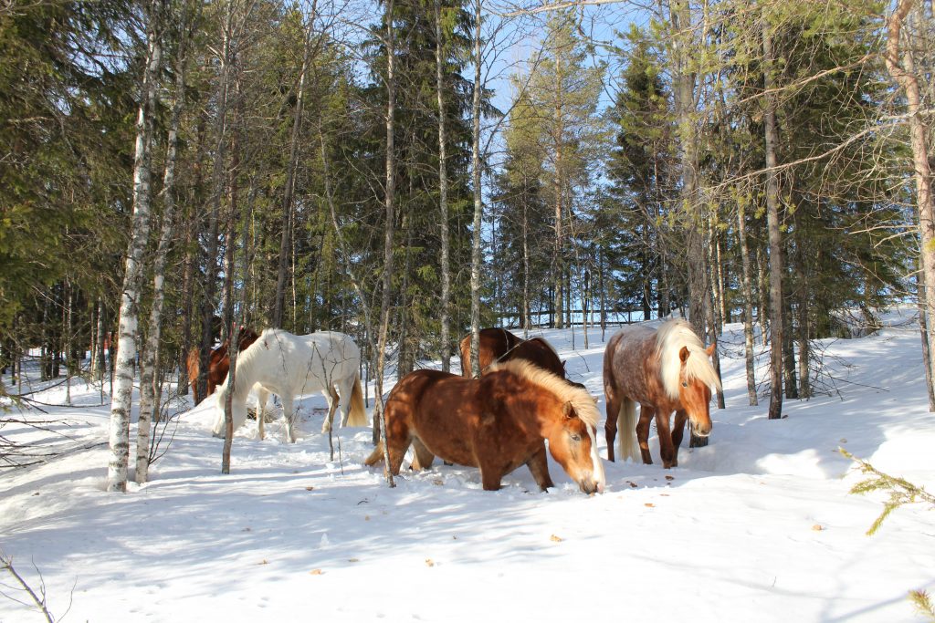 Ruska Laukka talli, metsätarhat, aukeat pellot sekä yhdessä asuminen pihatoissa tukevat hevosten hyvinvointia Ruka-Kuusamossa