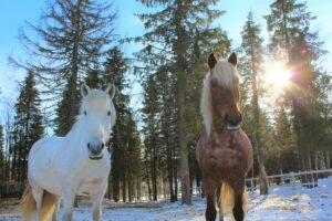 Ruska Laukka talli, metsätarhat, aukeat pellot sekä yhdessä asuminen pihatoissa tukevat hevosten hyvinvointia Ruka-Kuusamossa