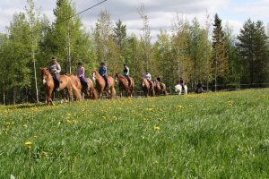 Maastoratsastusta Ruska Laukan tallilla Ruka-Kuusamossa