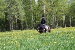 Maastoratsastusta Ruska Laukan tallilla Ruka-Kuusamossa