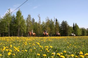 Maastoratsastusta Ruska Laukan tallilla Ruka-Kuusamossa