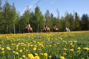 Maastoratsastusta Ruska Laukan tallilla Ruka-Kuusamossa