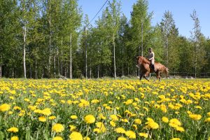 Maastoratsastusta Ruska Laukan tallilla Ruka-Kuusamossa