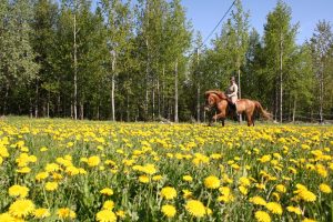 Maastoratsastusta Ruska Laukan tallilla Ruka-Kuusamossa
