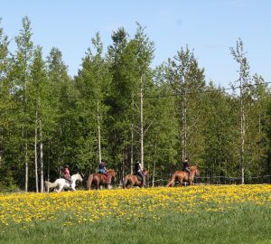 Maastoratsastusta Ruska Laukan tallilla Ruka-Kuusamossa