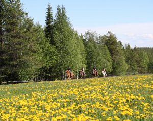 Maastoratsastusta Ruska Laukan tallilla Ruka-Kuusamossa