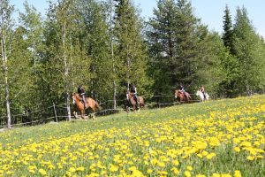 Maastoratsastusta Ruska Laukan tallilla Ruka-Kuusamossa