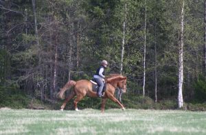 Maastoratsastusta Ruska Laukan tallilla Ruka-Kuusamossa
