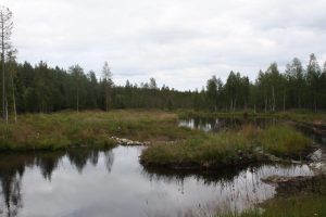 Sosiaalipedagoginen seikkailua metsässä ja veden äärellä Ruska Laukan tallilla Ruka-Kuusamossa