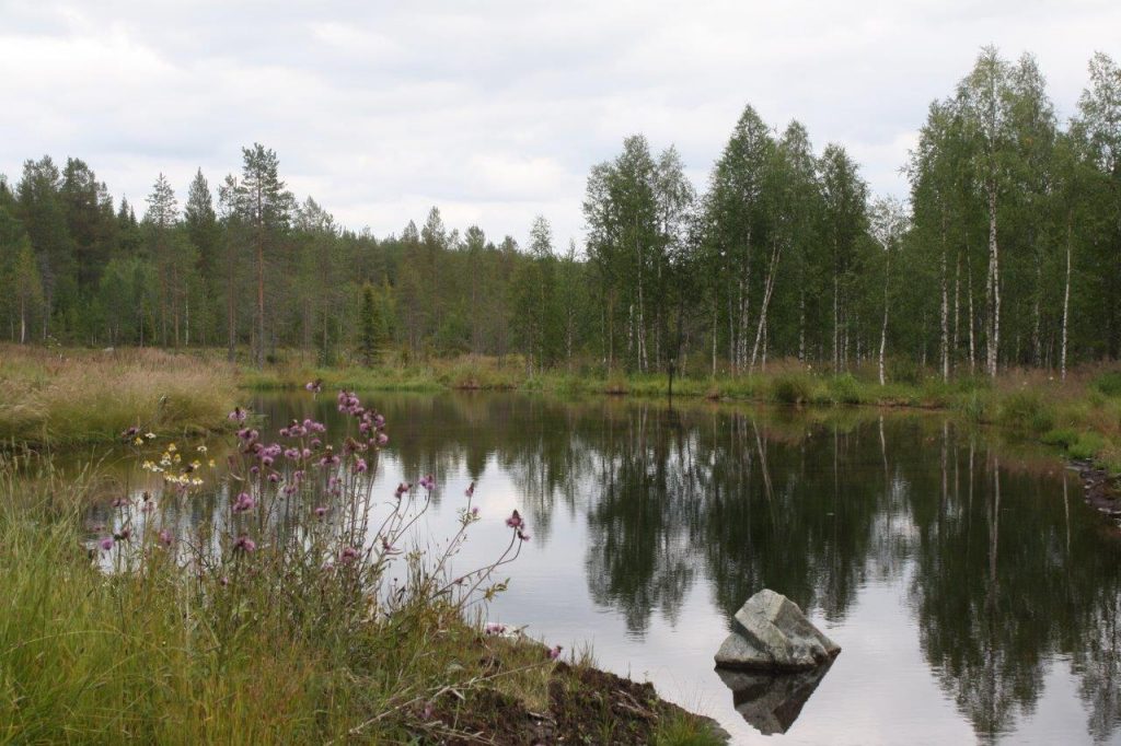 Sosiaalipedagoginen seikkailua metsässä ja veden äärellä Ruska Laukan tallilla Ruka-Kuusamossa