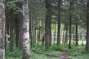 Ruska Laukka talli, metsätarhat, aukeat pellot sekä yhdessä asuminen pihatoissa tukevat hevosten hyvinvointia Ruka-Kuusamossa