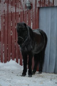 Ruska Laukan tallilla Blökk islanninhevostamma Ruka-Kuusamossa